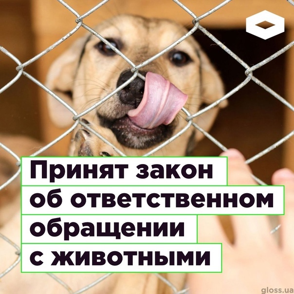 Установлена административная ответственность за нарушение требований законодательства в области обращения с животными
