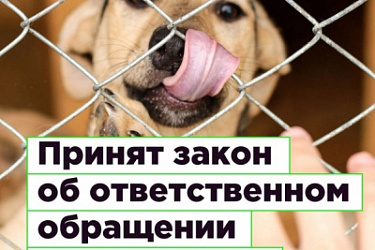 Установлена административная ответственность за нарушение требований законодательства в области обращения с животными