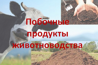 Установлена административная ответственность должностных лиц, предпринимателей и юридических лиц за несоблюдение требований к обращению побочных продуктов животноводства при их хранении, обработке, переработке, транспортировке, реализации