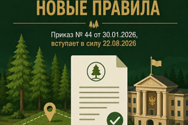 Госуслуга по предоставлению лесных участков, расположенных в границах земель лесного фонда, в безвозмездное пользование без проведения торгов: утвержден новый административный регламент